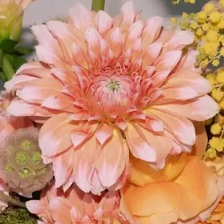ดาเลียสีพีช
