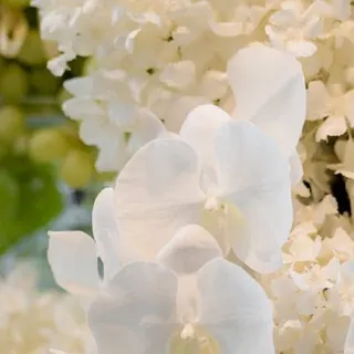 กล้วยไม้ฟาแลนนอปซิสสีขาว